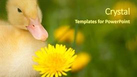  Presentation with yellow green - Audience pleasing theme consisting of flowers birds - little yellow duckling with dandelion backdrop and a  colored foreground