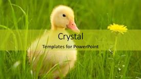  Presentation with yellow green - Theme having flowers birds - little yellow duckling background and a  colored foreground