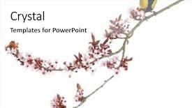  Presentation with branch - Beautiful PPT theme featuring flowers birds - male great tit perched backdrop and a white colored foreground
