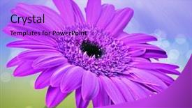  Presentation with gerbera daisy pink flower - Slide deck consisting of flowers birds - pink daisy spring background background and a lilac colored foreground