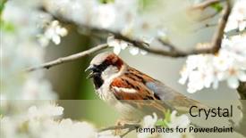  Presentation with sparrow - Amazing theme having flowers birds - sparrow on blooming branch backdrop and a  colored foreground