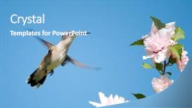  Presentation with hovering - Audience pleasing PPT theme consisting of flowers birds - tiny female hummingbird hovering getting backdrop and a light blue colored foreground