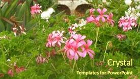  Presentation with mission - Slide set having flowers blooming in a garden at mission san juan capistrano california background and a tawny brown colored foreground
