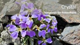  Presentation with flowers - Presentation featuring flowers-blossoming-at-tien-shan background and a gray colored foreground