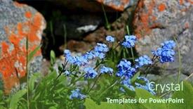  Presentation with flowers - Cool new presentation design with flowers-blossoming-at-tien-shan backdrop and a tawny brown colored foreground