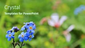  Presentation with flowers - PPT theme featuring flowers-blossoming-at-tien-shan background and a tawny brown colored foreground