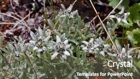  Presentation with tropical flowers close up - PPT theme with flowers close-up leontopodium alpine background and a  colored foreground