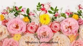 Presentation with flowers border - Amazing PPT theme having flowers-composition-border-of-assorted backdrop and a coral colored foreground