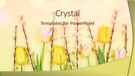  Presentation with mustard seeds yellow flowers - Amazing presentation theme having flowers composition with tulips branch backdrop and a cream colored foreground