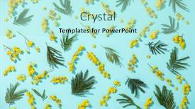  Presentation with leaves flat lay - Presentation theme featuring flowers-composition-yellow-mimosa-flower background and a arctic colored foreground