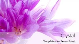  Presentation with forget me nots flowers - Slide deck consisting of flowers crocuses background and a lavender colored foreground