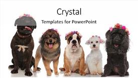 Presentation with dogs - PPT theme featuring flowers crowns on a whote background and a white colored foreground
