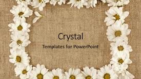  Presentation with daisy - PPT theme having colorful floral border plain - flowers daisy on a canvas background and a coral colored foreground