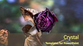  Presentation with death - Beautiful presentation design featuring flowers death end of life backdrop and a tawny brown colored foreground