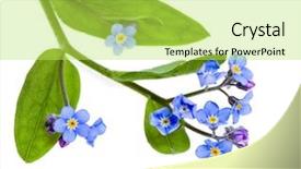  Presentation with forget - Amazing PPT layouts having flowers field forget-me-not backdrop and a yellow colored foreground
