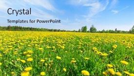  Presentation with blue flower bulb field - Theme consisting of flowers field under blue sky background and a light blue colored foreground