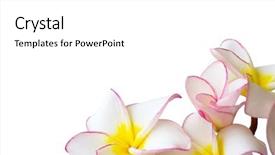  Presentation with frangipani flowers - Audience pleasing presentation theme consisting of flowers frangipani on white background backdrop and a white colored foreground