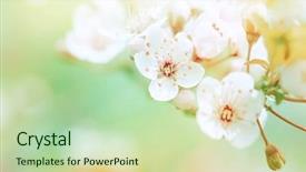  Presentation with beautiful spring flowers - Amazing PPT theme having flowers fresh cherry blossom border backdrop and a soft green colored foreground
