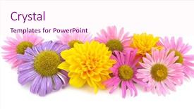  Presentation with gerbera daisy - Colorful theme enhanced with flowers gerbera daisy asteraceae backdrop and a pink colored foreground