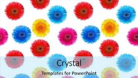  Presentation with blooming flower animated - Audience pleasing presentation consisting of flowers gerbers on a white backdrop and a arctic colored foreground