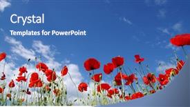  Presentation with poppies - PPT theme featuring flowers green - red poppies on field sky background and a ocean colored foreground