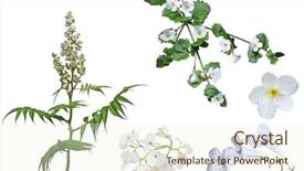  Presentation with bud - Presentation design featuring flowers green - set of white false spirea background and a cream colored foreground