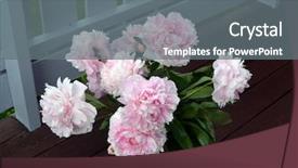  Presentation with grown - Presentation consisting of flowers grown in southern norway background and a  colored foreground