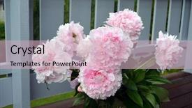  Presentation with grown - Slide set featuring flowers grown in southern norway background and a  colored foreground