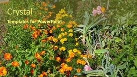  Presentation with summer flowers - PPT theme featuring flowers-in-a-summer-garden background and a tawny brown colored foreground