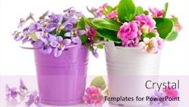  Presentation with green leaves - Amazing presentation having flowers-in-bucket-with-green backdrop and a lavender colored foreground