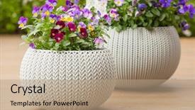  Presentation with summer flowers - Audience pleasing PPT layouts consisting of flowers in flowerpots in garden backdrop and a coral colored foreground