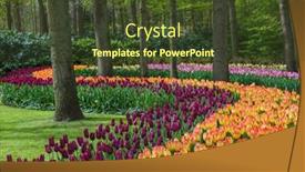  Presentation with organic garden store - PPT theme featuring flowers-in-garden-keukenhof-netherlands background and a tawny brown colored foreground