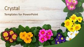  Presentation with paper quilling colorful paper flowers - Presentation theme enhanced with flowers in pots on wood background and a  colored foreground