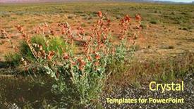  Presentation with arizona desert - Slides featuring flowers in the desert arizona background and a tawny brown colored foreground
