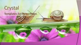  Presentation with green nature - Theme enhanced with flowers-in-the-drops background and a cream colored foreground