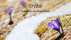  Presentation with mustard seeds yellow flowers - Amazing slide set having flowers in the dry yellow backdrop and a coral colored foreground