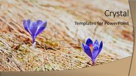  Presentation with first - PPT theme having flowers in the dry yellow background and a  colored foreground