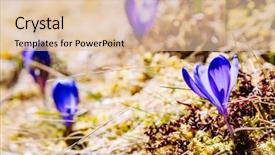  Presentation with first - Slide set enhanced with flowers in the dry yellow background and a  colored foreground