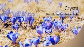  Presentation with first - Beautiful slide set featuring flowers in the dry yellow backdrop and a lemonade colored foreground