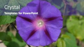  Presentation with garden - PPT theme with flowers-in-the-garden-close background and a violet colored foreground