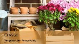  Presentation with garden tools - Colorful theme enhanced with flowers in wooden box pots and garden tools on bricks background planting flowers concept backdrop and a gold colored foreground