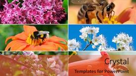  Presentation with fruit trees - Presentation theme having flowers insects abloom fruit trees background and a red colored foreground