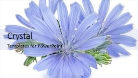  Presentation with white flowers - Amazing theme having flowers isolated on the white backdrop and a light blue colored foreground