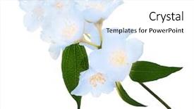  Presentation with white flowers - Audience pleasing slide deck consisting of flowers isolated on white background backdrop and a  colored foreground