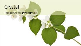  Presentation with white flowers of jasmine - Audience pleasing presentation consisting of flowers isolated on white background backdrop and a blonde colored foreground