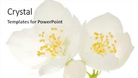  Presentation with white flowers - Beautiful slide set featuring flowers isolated on white background backdrop and a  colored foreground