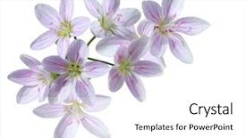  Presentation with lady - Colorful PPT theme enhanced with flowers lady - cardamine pratensis wildflower cuckoo flower backdrop and a white colored foreground
