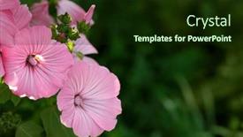  Presentation with spring - Slide set featuring flowers-lavatera-mallow-spring-flowering background and a wine colored foreground