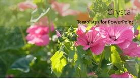  Presentation with spring - Theme with flowers-lavatera-mallow-spring-flowering background and a yellow colored foreground