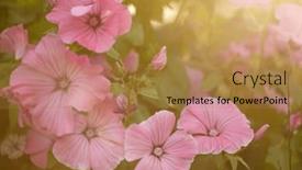  Presentation with spring - PPT theme consisting of flowers-lavatera-mallow-spring-flowering background and a coral colored foreground